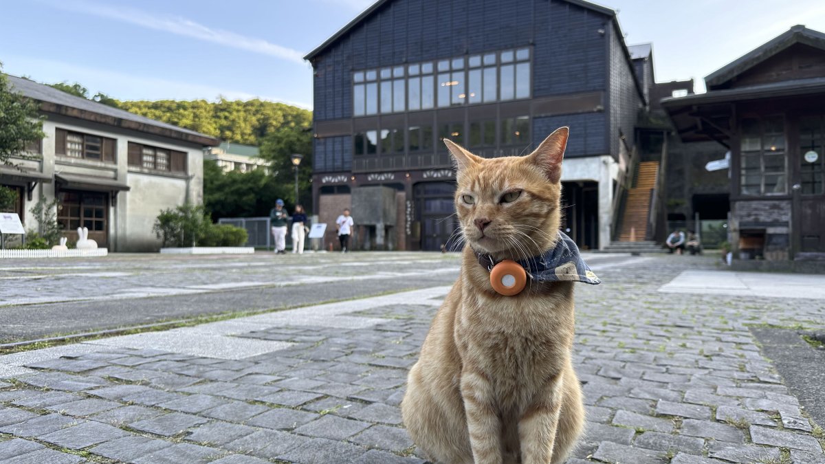 Escondido en las montañas del norte de Taiwán, existe un pueblo que dejó atrás décadas de explotación minera para rendirse al amor por los gatos