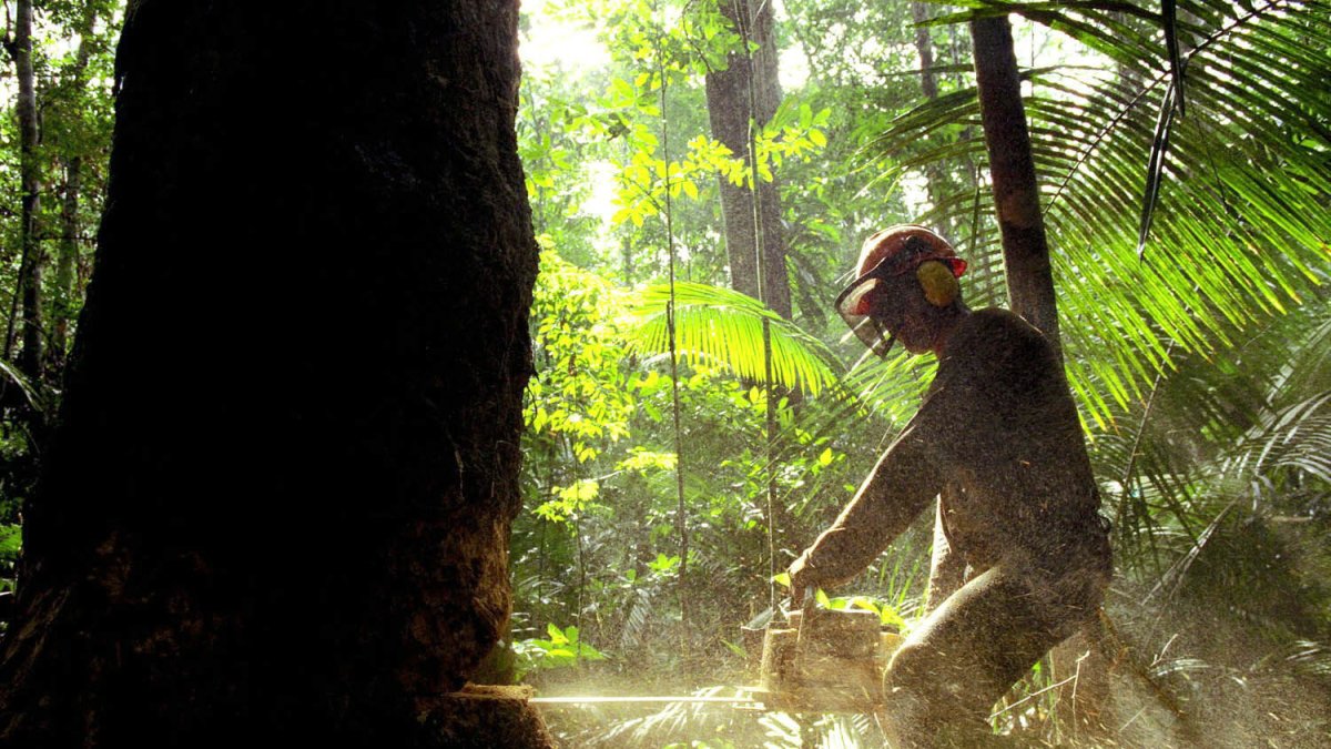 Acción.- Una foto referencial de lo que Ecuador busca evitar, que se corten árboles generando desforestación ilegal.