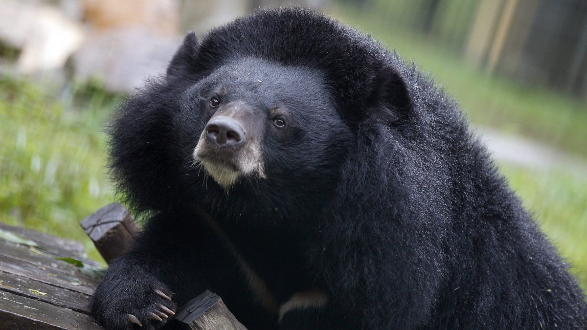 Japón incrementa los ataques de osos a humanos.