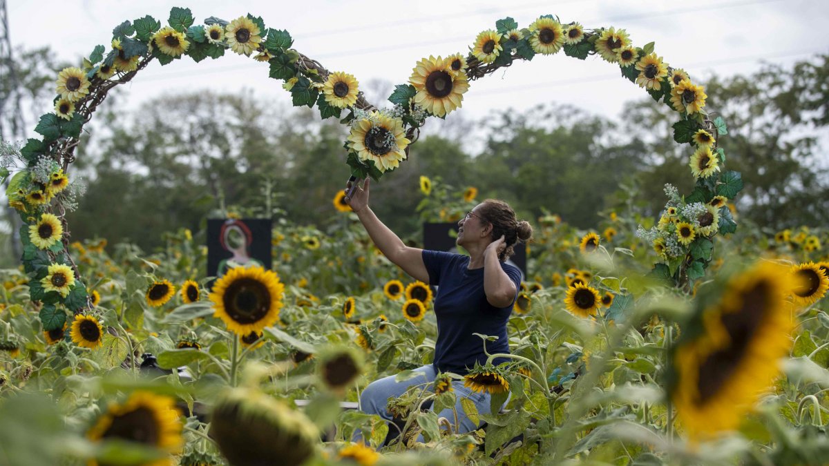 Una mujer se toma una foto en un campo de girasoles, este sábado, en Catarina municipio de Masaya (Nicaragua).