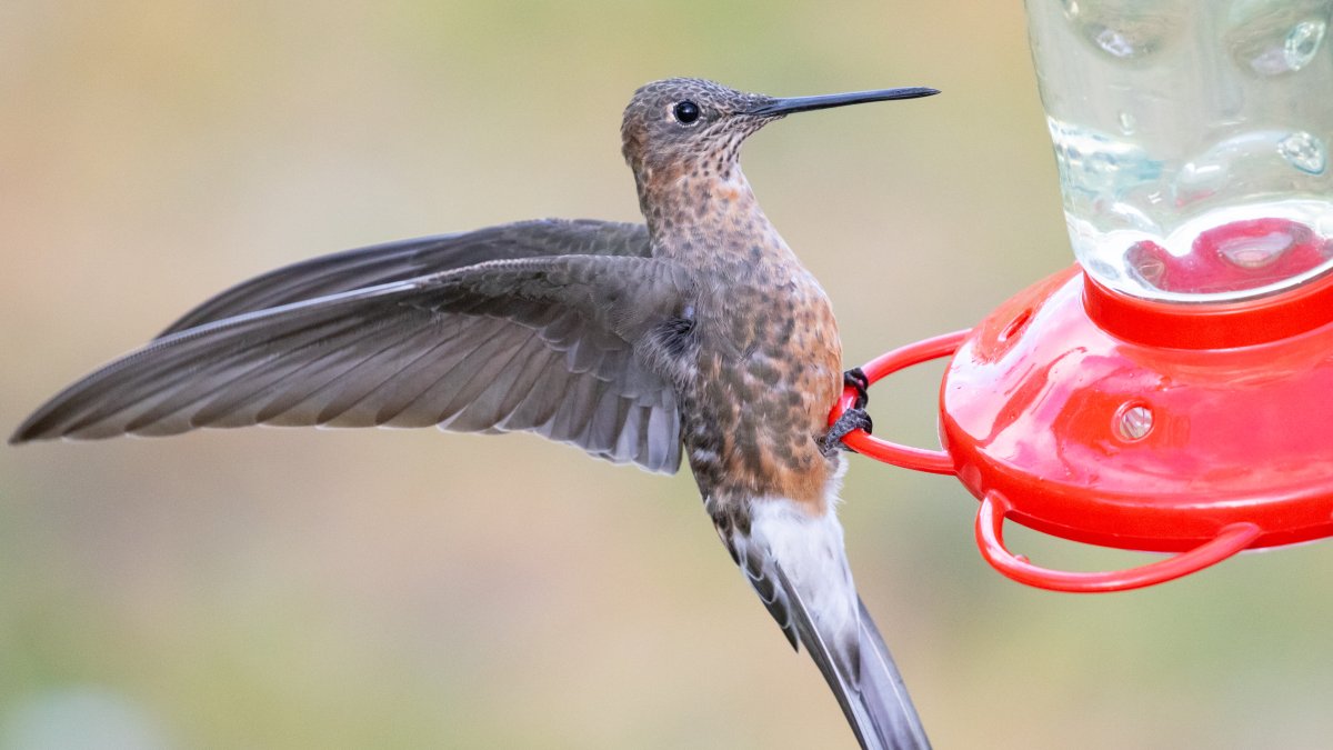 Comparado con un comedero típico, el tamaño de un colibrí gigante es aún más asombroso.