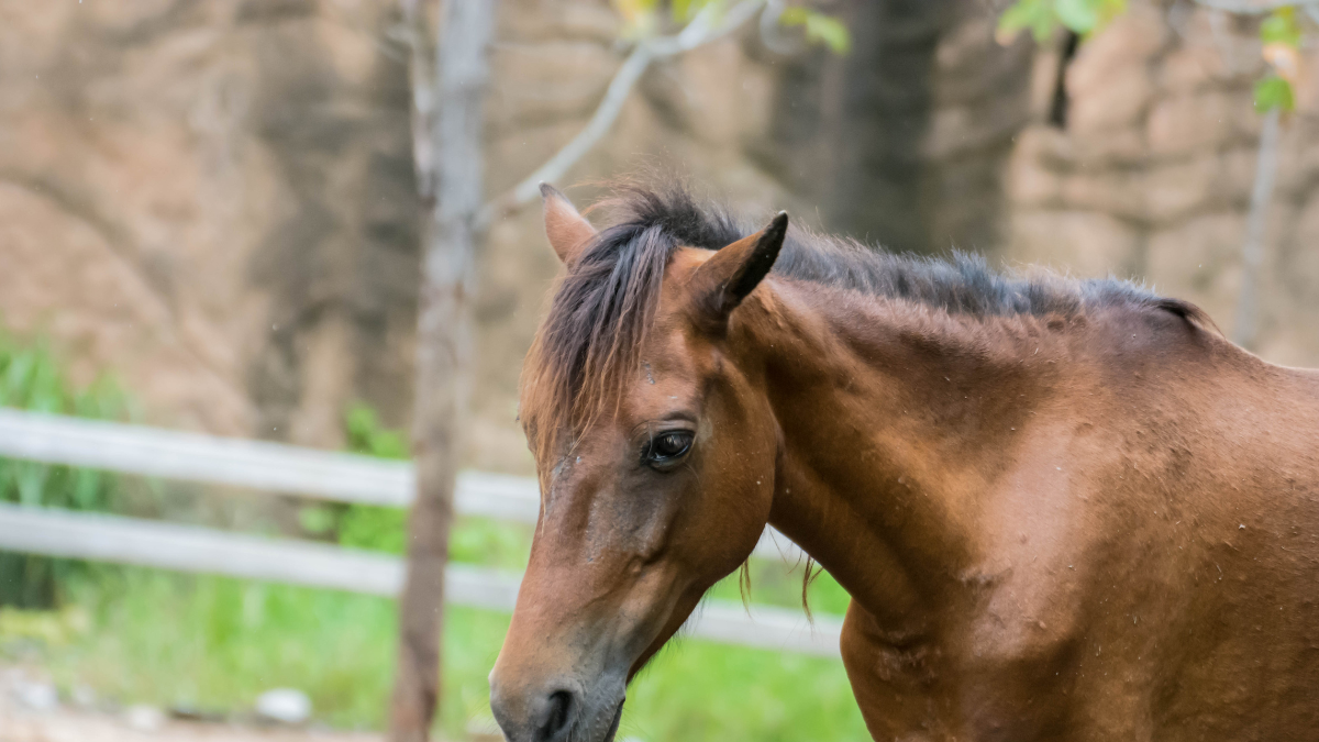 Se ordenó la prohibición de movilización del caballo afectado, que se encuentra en un predio del municipio de Samborodón.