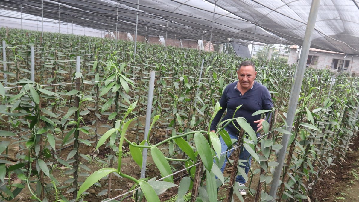 Ismael Ballas ha creado un invernadero de vainilla en Mata de Cacao, en la provincia de Los Ríos.