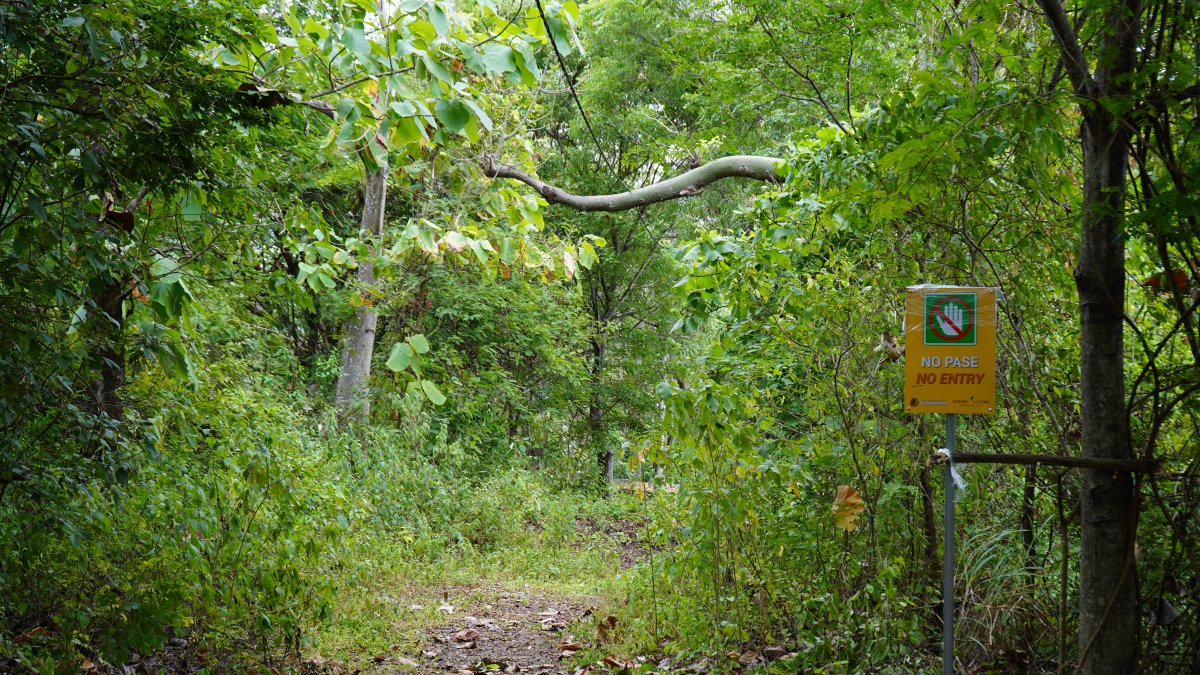 Sendero del bosque de la Prosperina.