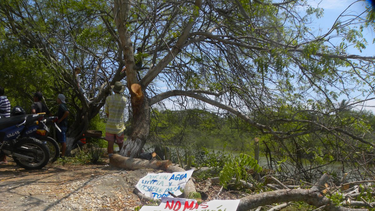 En Olón se realizó la tala de manglares, lo que generó repudió de la comunidad .