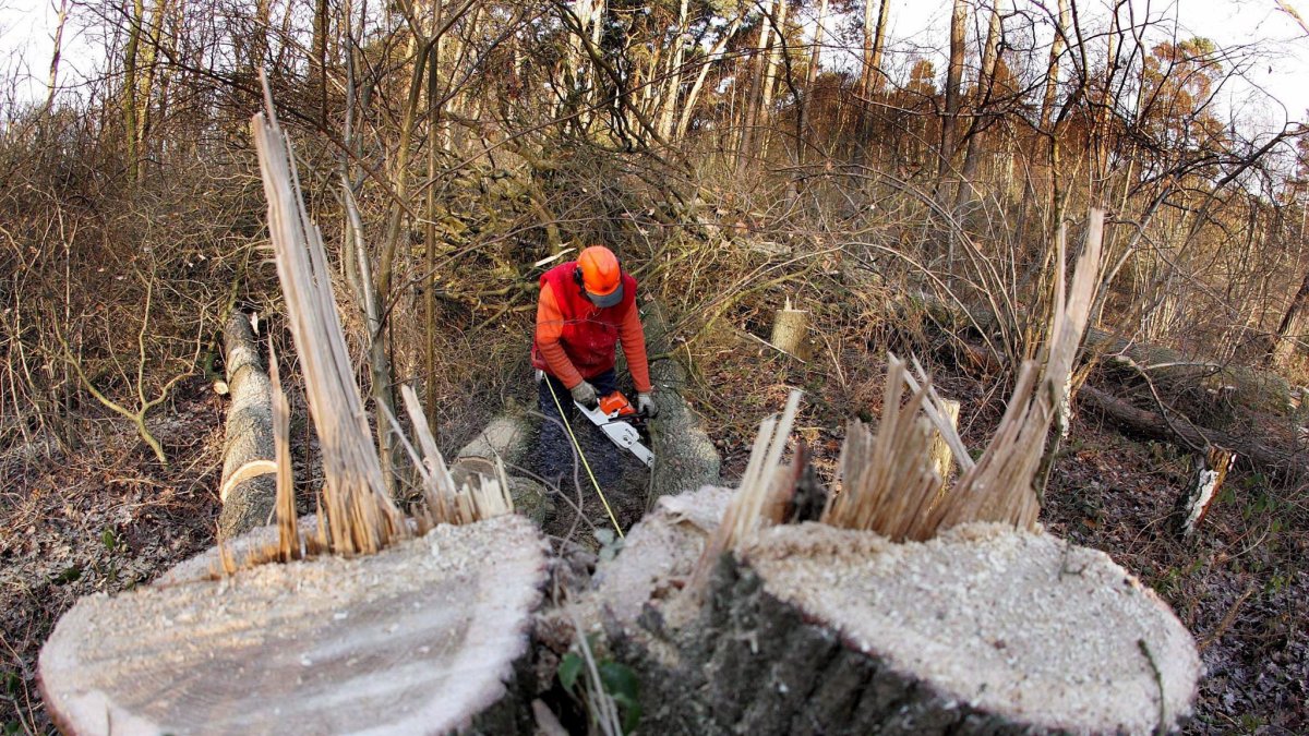 Un hombre trabaja en la tala de árboles en el bosque cercano a Schinveld, en Limburg, Holanda