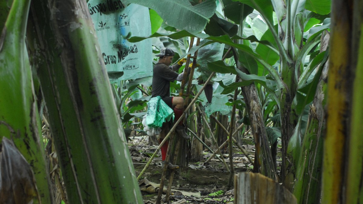 En 2025, Ecuador fue el principal exportador de productos orgánicos a la Unión Europea, impulsado por el mayor volumen de envíos de banano orgánico.