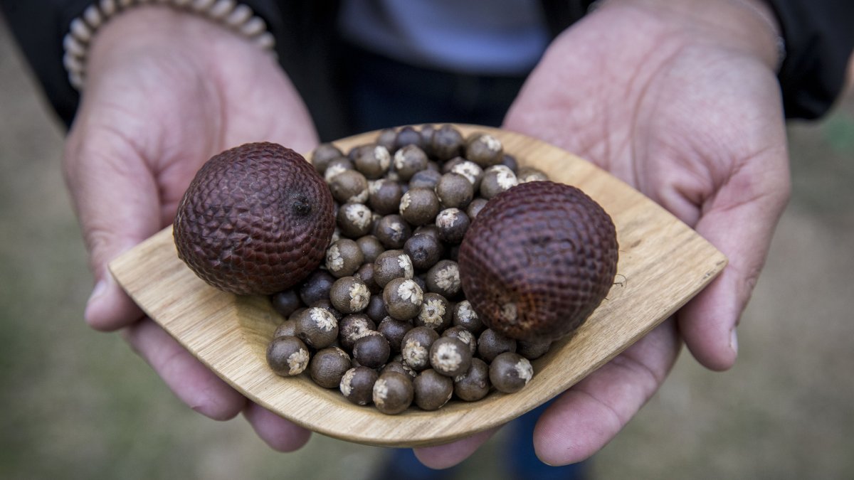 Fruto. La cosecha silvestre y procesamiento del asaí, un fruto amazónico considerado un ´súper alimento´.