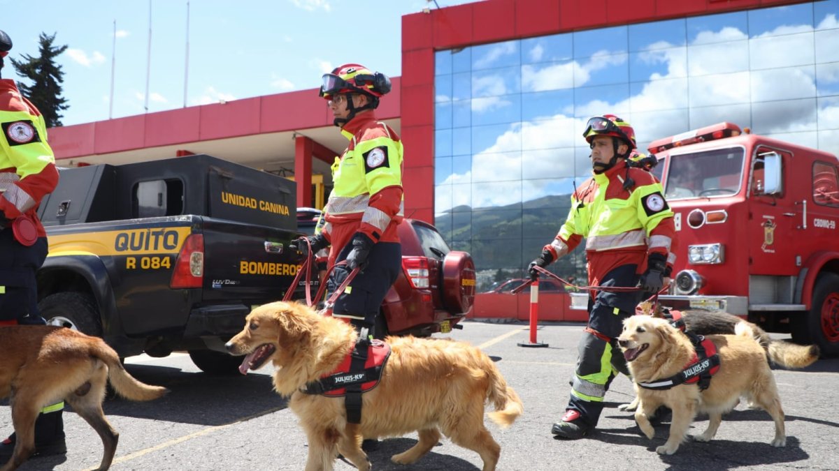 Los canes recibieron sus medallas por su trabajo