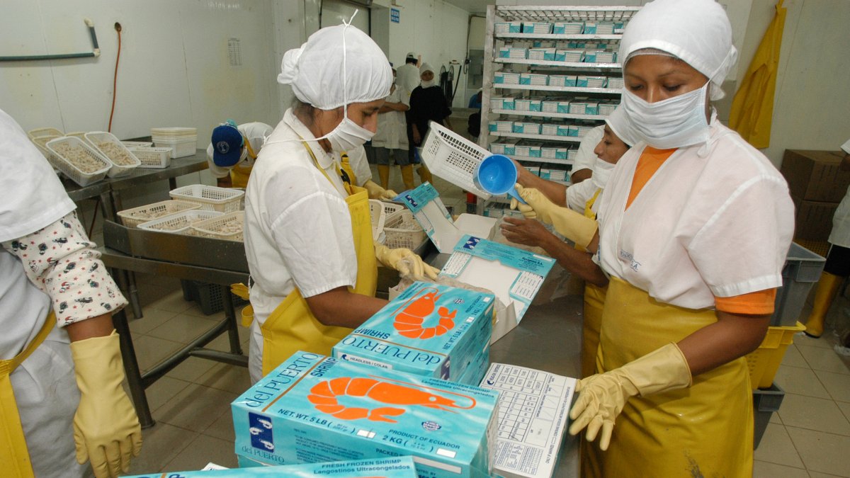 La industria camaronera registra menos ingresos en este 2024.