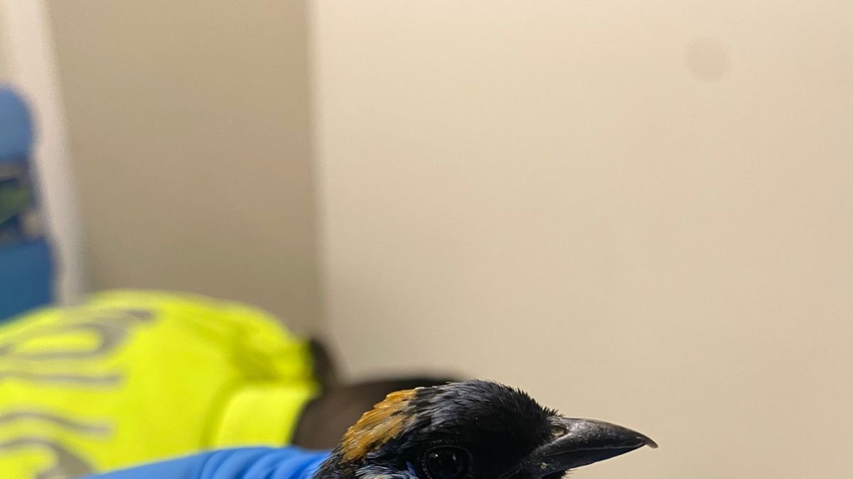 Las aves permanecerán en un medio de conservación donde serán evaluadas