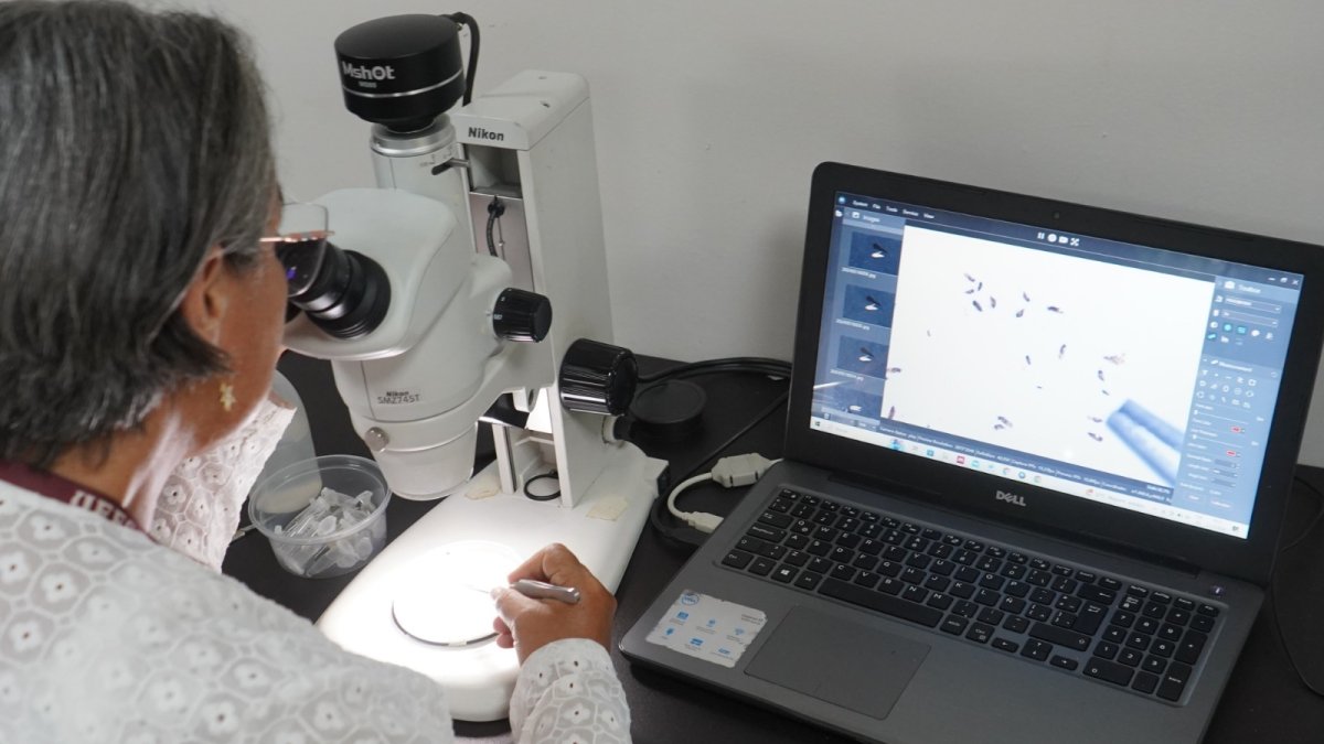 Resultados. Molina analiza la avispa que fue introducida a la UEES.