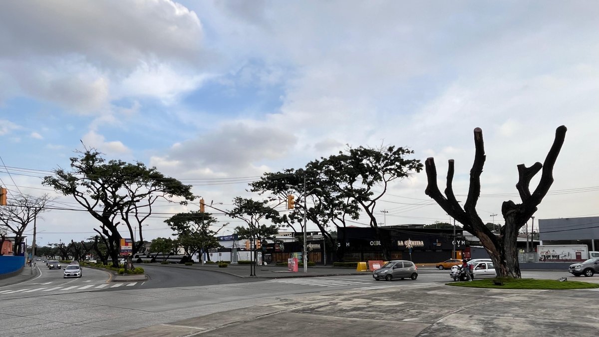 Resultados. Hay árboles en la avenida Isidro Ayora, al norte de Guayaquil, que lograron renacer, pero podrían perecer si vuelven a ser atacados por la cochinilla.