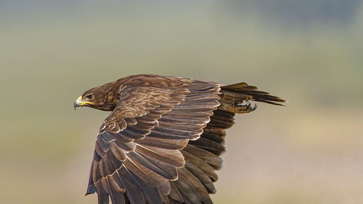 Un equipo internacional de investigadores, que estudia la migración del águila moteada (c) a través de 19 ejemplares marcados con GPS desde 2017, hacambiado sus hábitos migratorios.