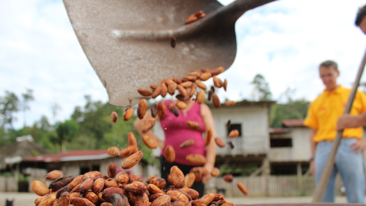 La estabilidad del precio del cacao en el futuro dependerá de lo que ocurra en África. El tema climático afectó a Costa de Marfil y Ghana