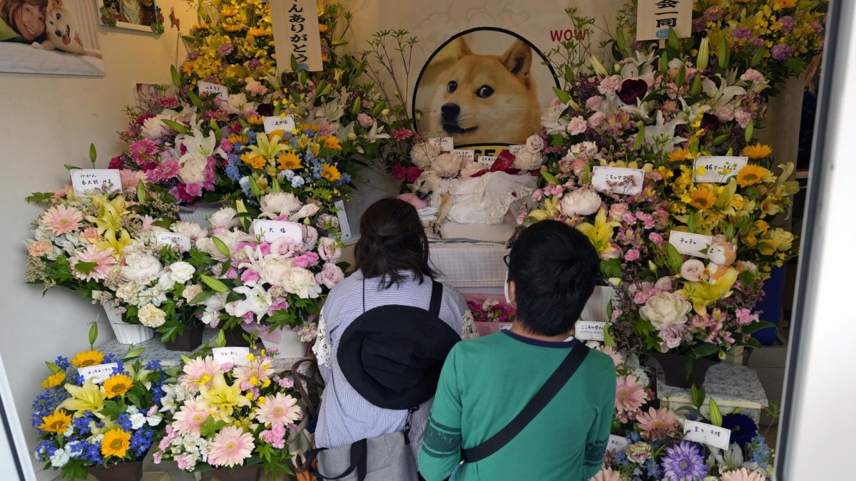 Decenas de personas se despiden con flores de Kabosu, la perra shiba inu que inspiró el meme Doge.