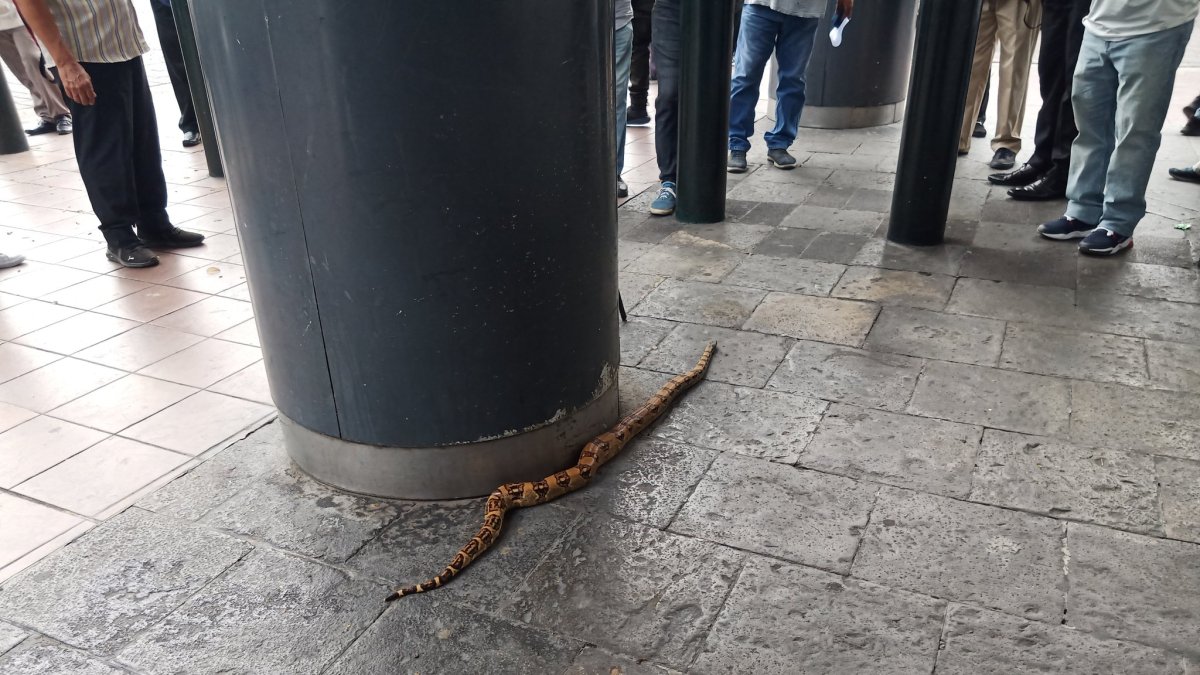 La boa fue encontraba en la avenida 9 de Octubre y José de Antepara.