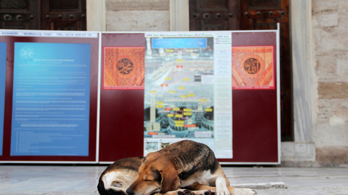 Un perro callejero duerme en el patio de la Mezquita Azul en Estambul.