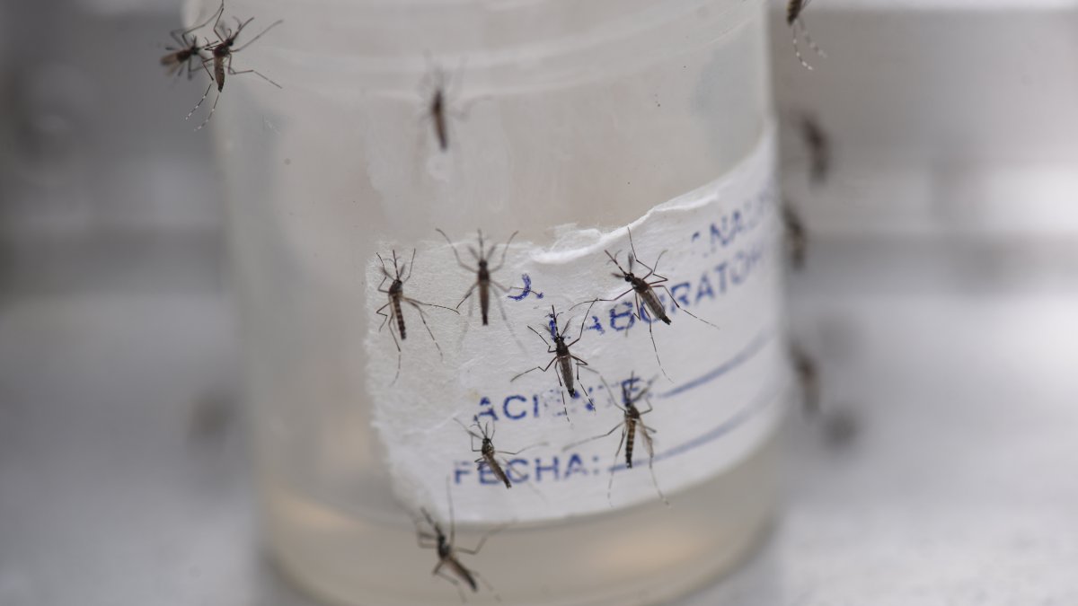 Una botella con mosquitos aedes aeypti.