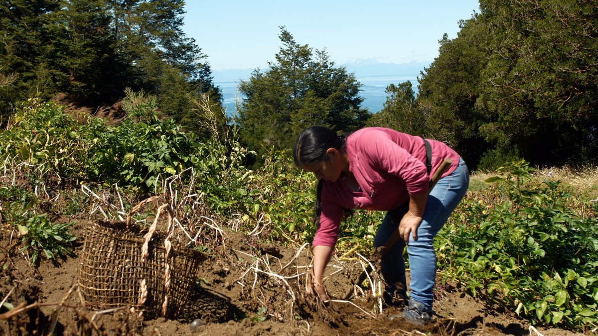 Yolanda Millapichun, de 63 años, trabaja en su huerto, donde cultiva 112 variedades de papas nativas, el 25 de febrero de 2024