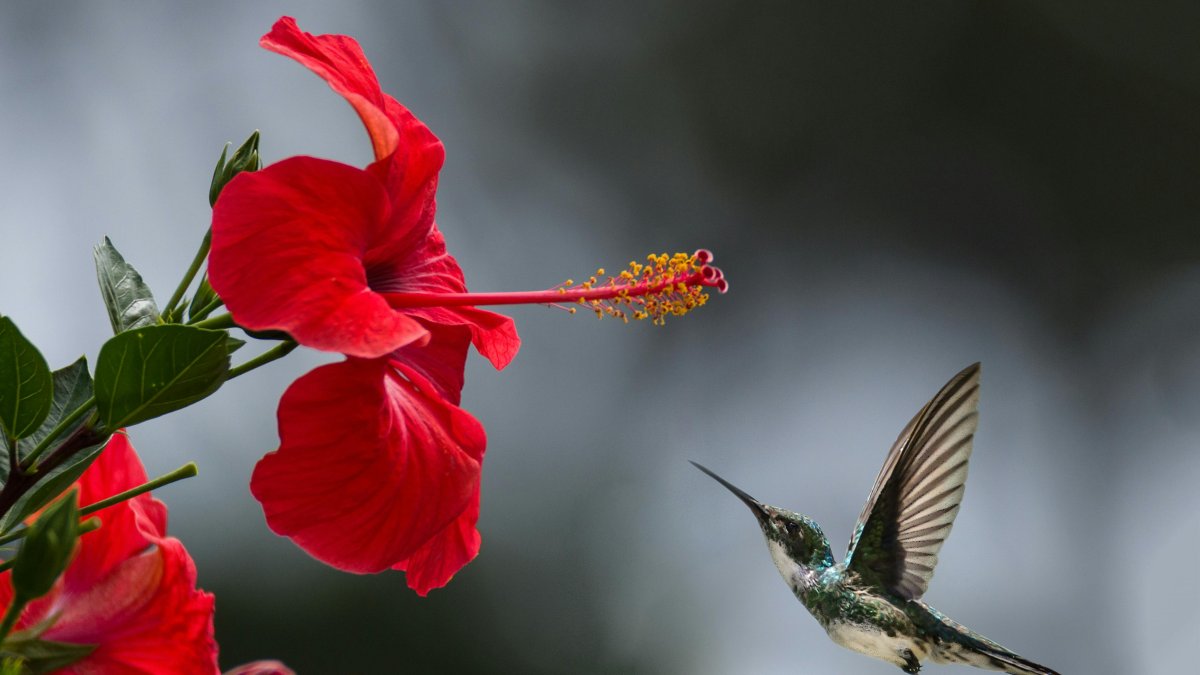 El examen de las alas mostró una red de células nerviosas que probablemente enviaban una señal al cerebro .