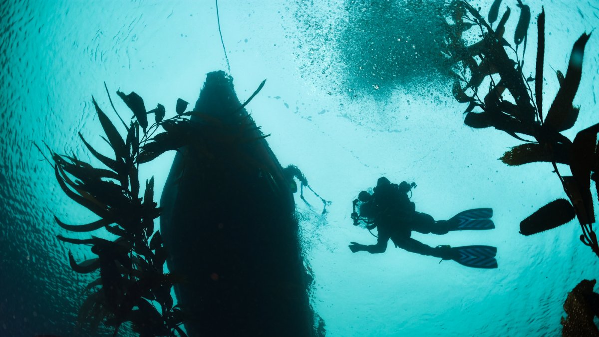 Un investigador bucea durante una expedición en el Cabo Froward, dentro de la Reserva Nacional Kawésqar, ubicada en la Región de Magallanes y la Antártica (Chile).