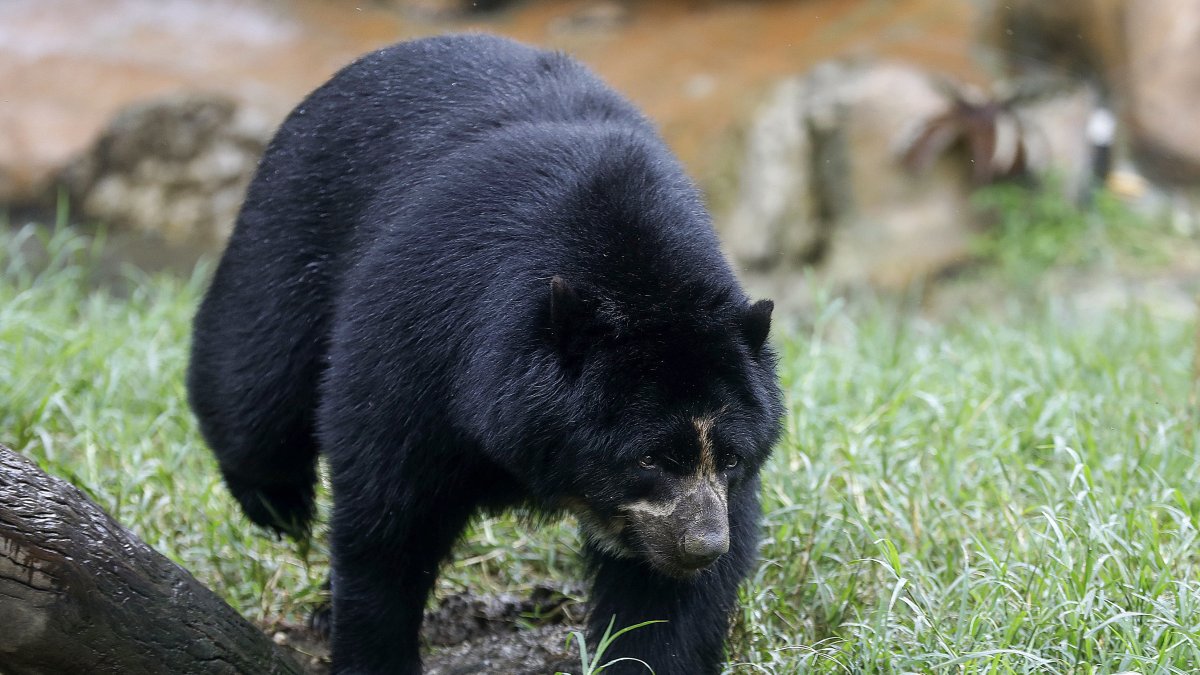 Fotografía de un oso de anteojos en el Parque de la Conservación, el 4 de junio en Medellín (Colombia). 