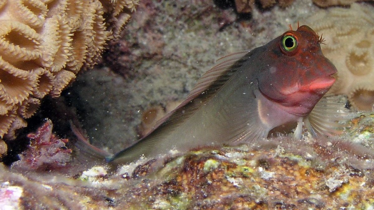 Un equipo internacional de científicos ha descubierto un nuevo parásito en el 