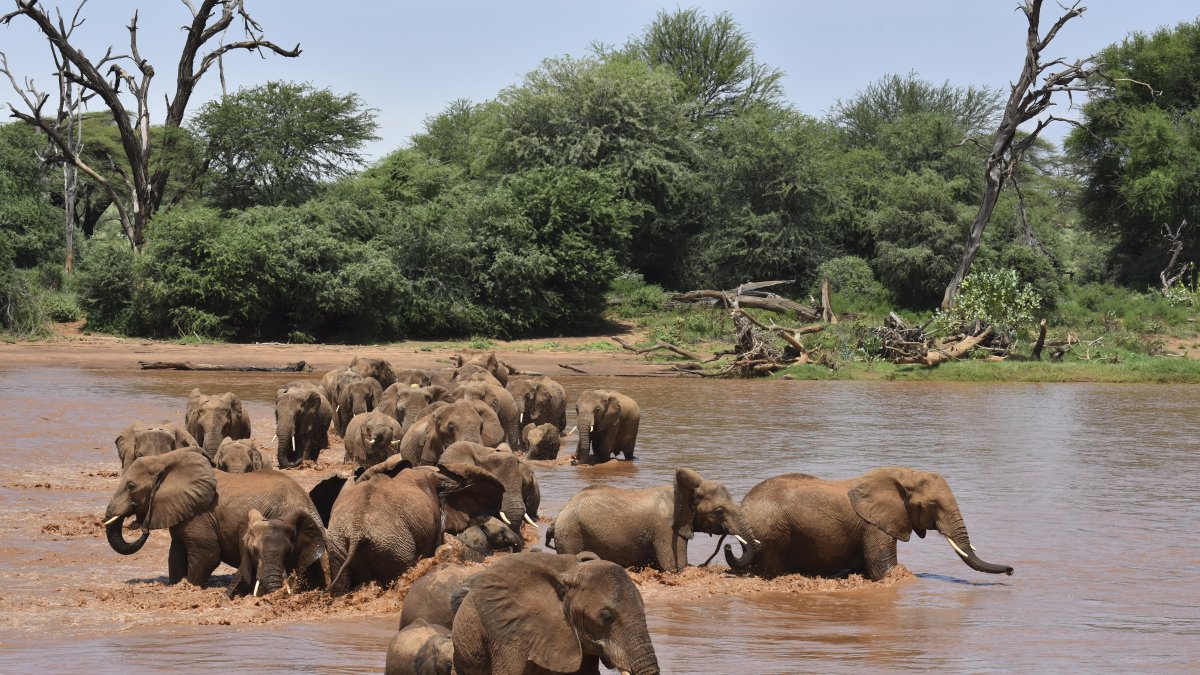 Elefante que son parte de una investigación que ha demostrado que se identifican entre sí con un nombre propio dentro de la manada.