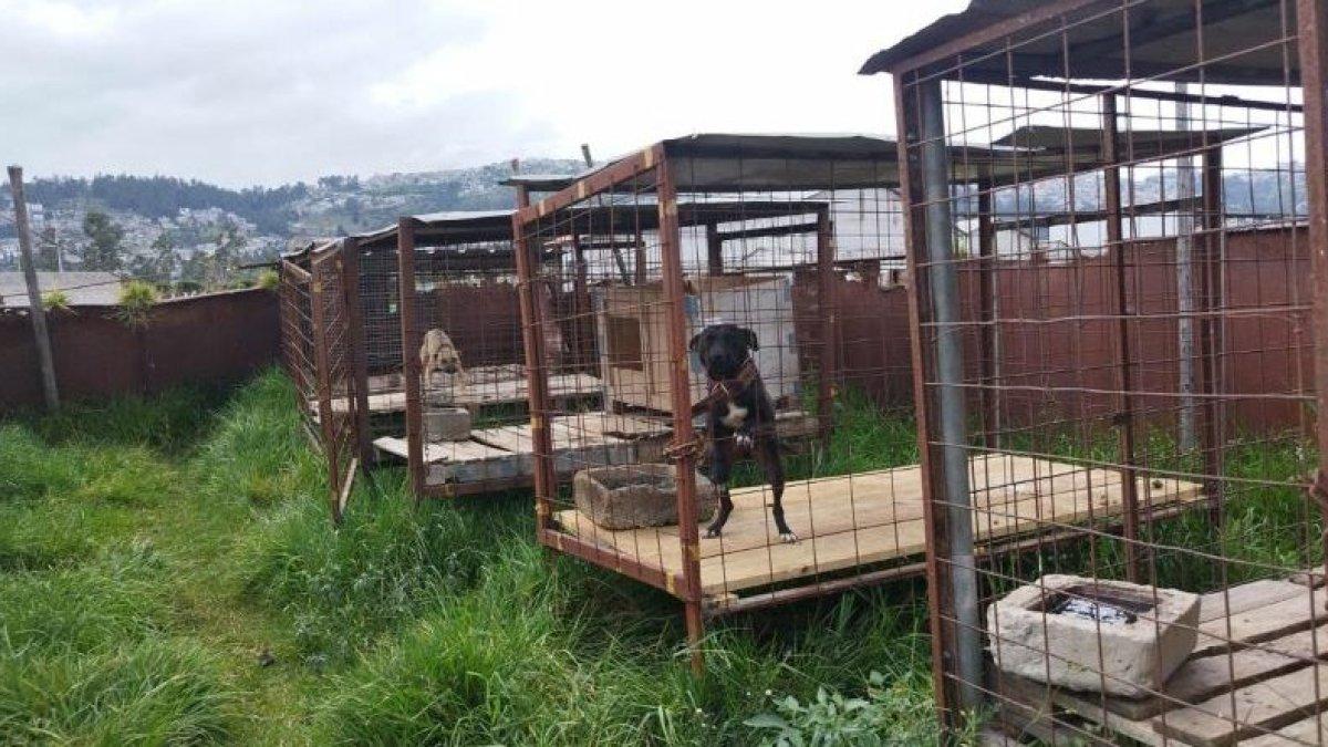 La tutora mantenía a 24 perros enjaulados permanentemente y en malas condiciones