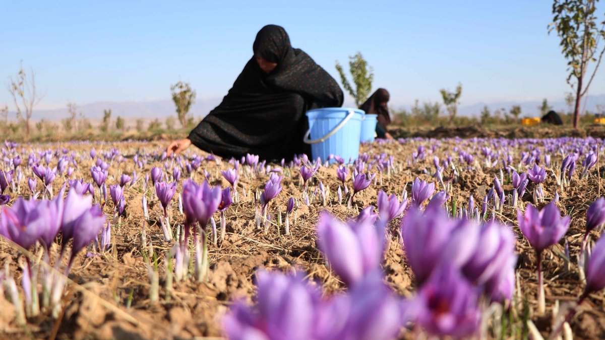 Más del 80 % de las actividades de recolección de azafrán son realizadas por mujeres en Afganistán.