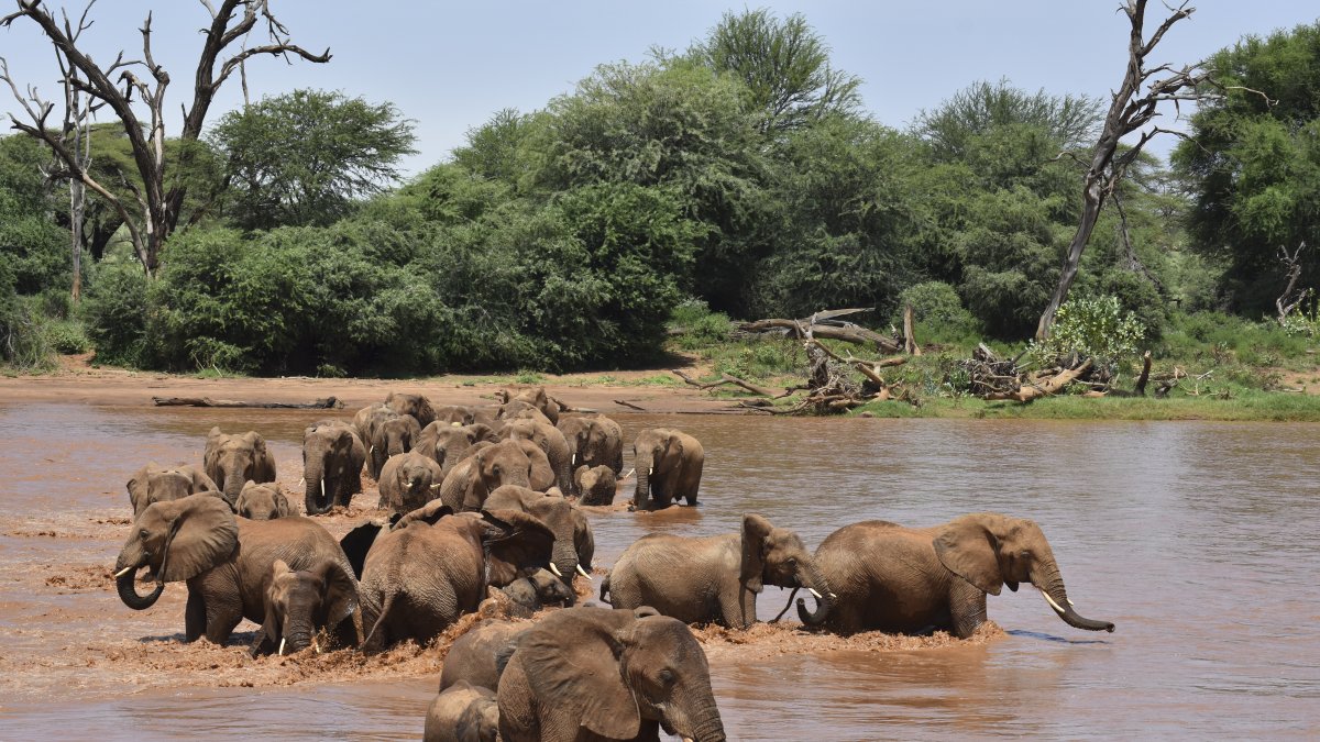  La investigación se hizo durante cuatro años en dos reservas naturales de elefantes en Kenia, la de Samburu y la del Parque Nacional de Amboseli.