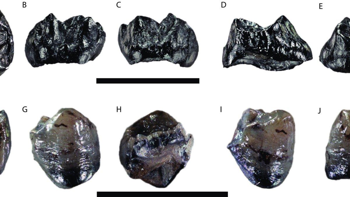 Restos fósiles parciales de dos dientes y una rótula de la especie de gran simio más pequeña hallada hasta la fecha.