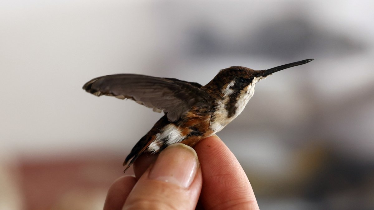 La frecuencia con la que los animales voladores, sean aves, insectos o murciélagos, agitan sus alas.