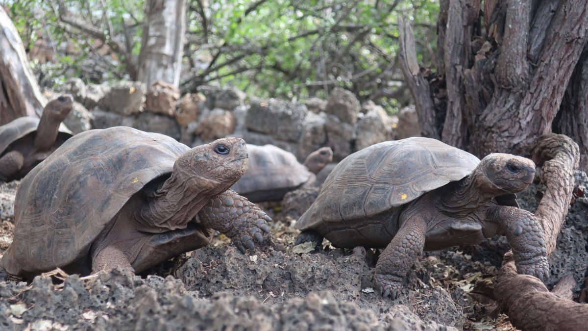 Isla Santa Cruz. Varias tortugas en el Parque Nacional Galápagos.