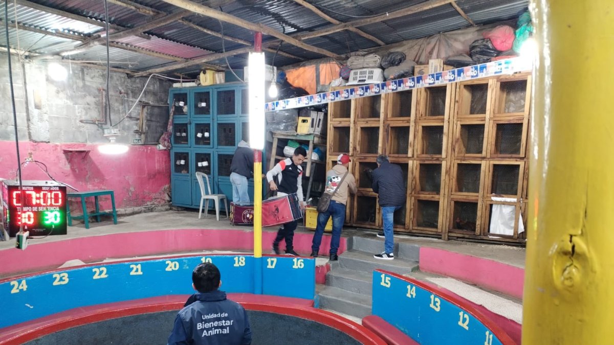 Al menos 24 aves estaban en jaulas.