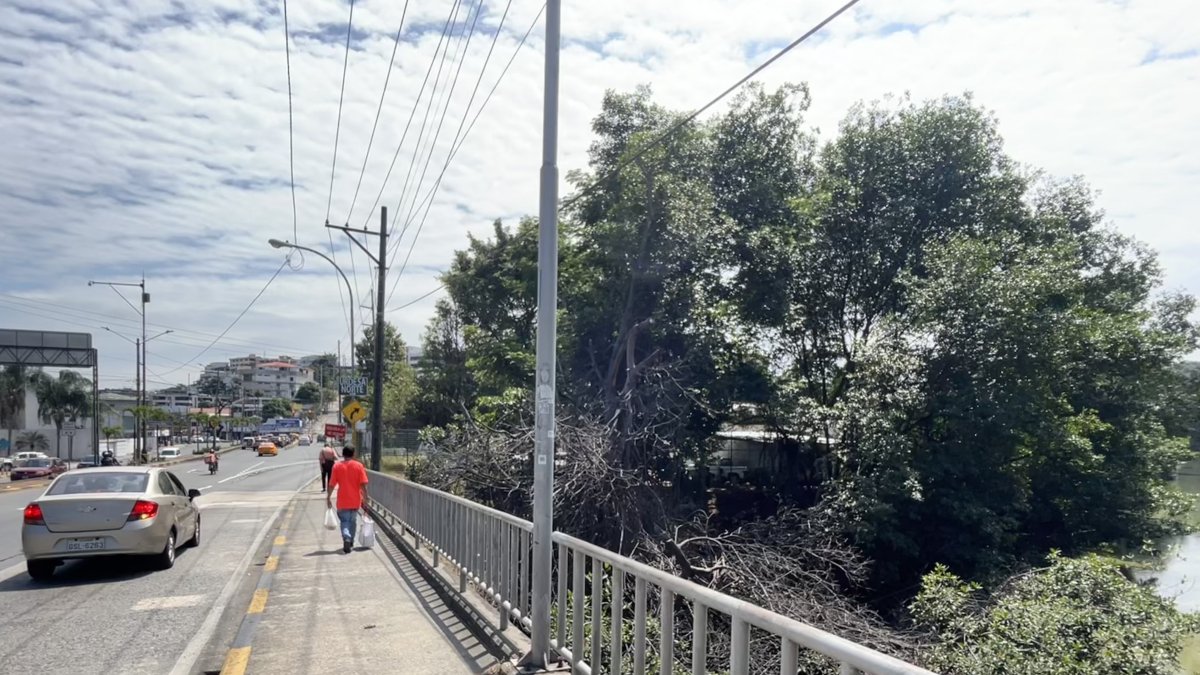 Afectación. El manglar ha sido talado y reducido a favor de edificaciones, alterando el ecosistema y perjudicando al medio ambiente y a la ciudad.