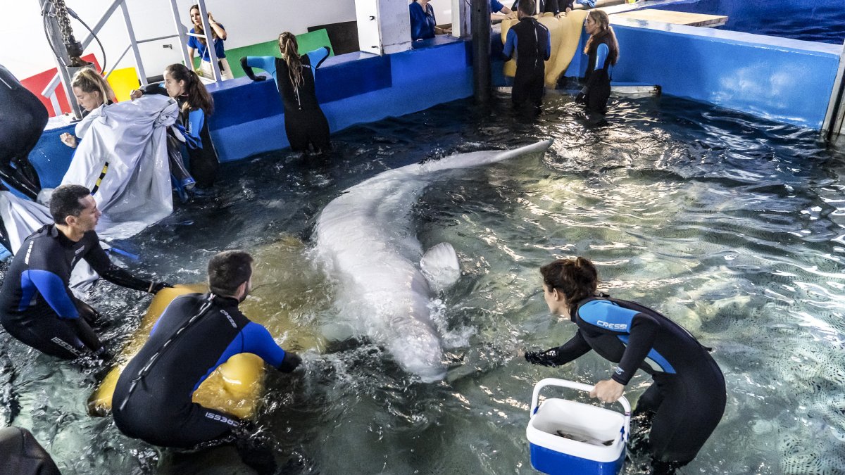 En la imagen momento de la entrada a la piscina médica del Oceanogràfic de una de las belugas rescatadas.
