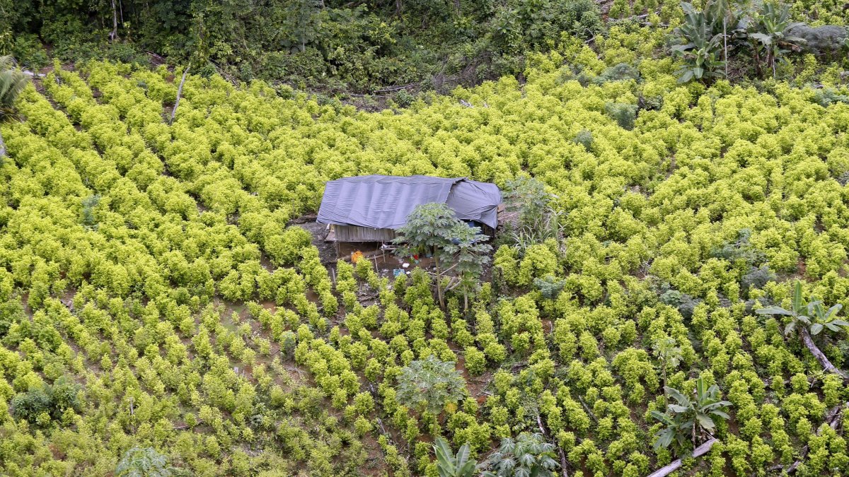 Tumaco. Uno de los cultivos de la hoja de coca descubierto en este municipio del suroeste de Colombia.