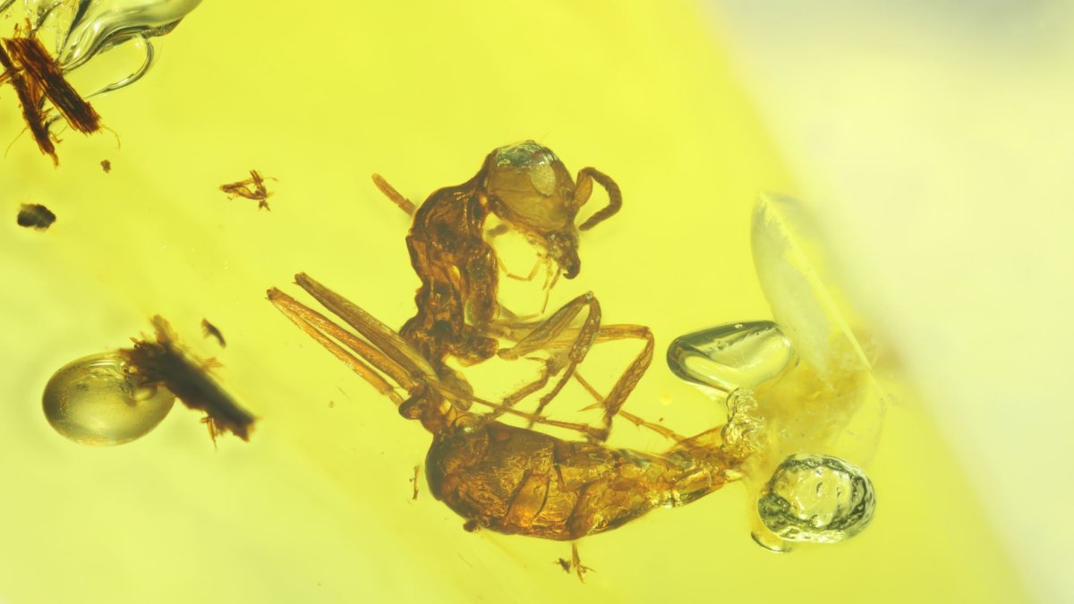 La foto de la hormiga fosilizada del número de espécimen: AMNH Bu-KL B1-21-B.