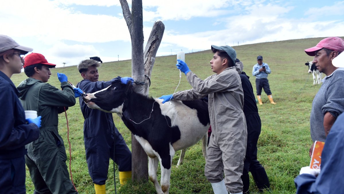 Las revisiones médicas incluyen desparasitación, vacunación y tratamientos para enfermedades comunes.
