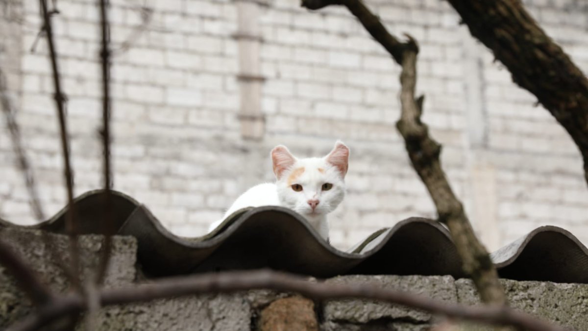 Alrededor de 30 ejemplares deambulaban por la residencia tras la partida de sus antiguos inquilinos