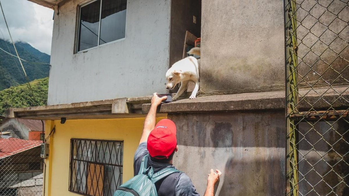 Voluntarios del Proyecto Ánimal de Pastaza recorren identificando a las mascotas abandonadas y en vulnerabilidad.