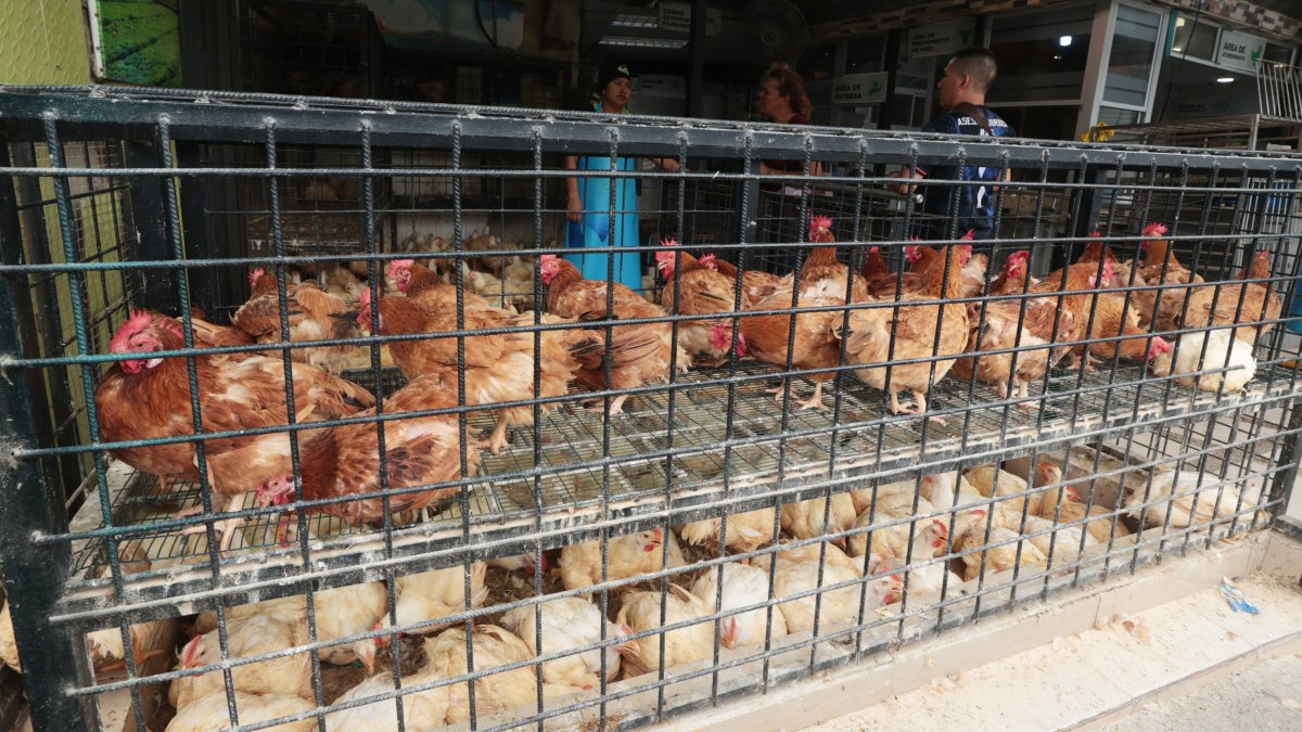 Guayaquil. Así se exponen los pollos en las tiendas especializadas y es lo que cuestiona le Ley de Derecho de Animales no Humanos.