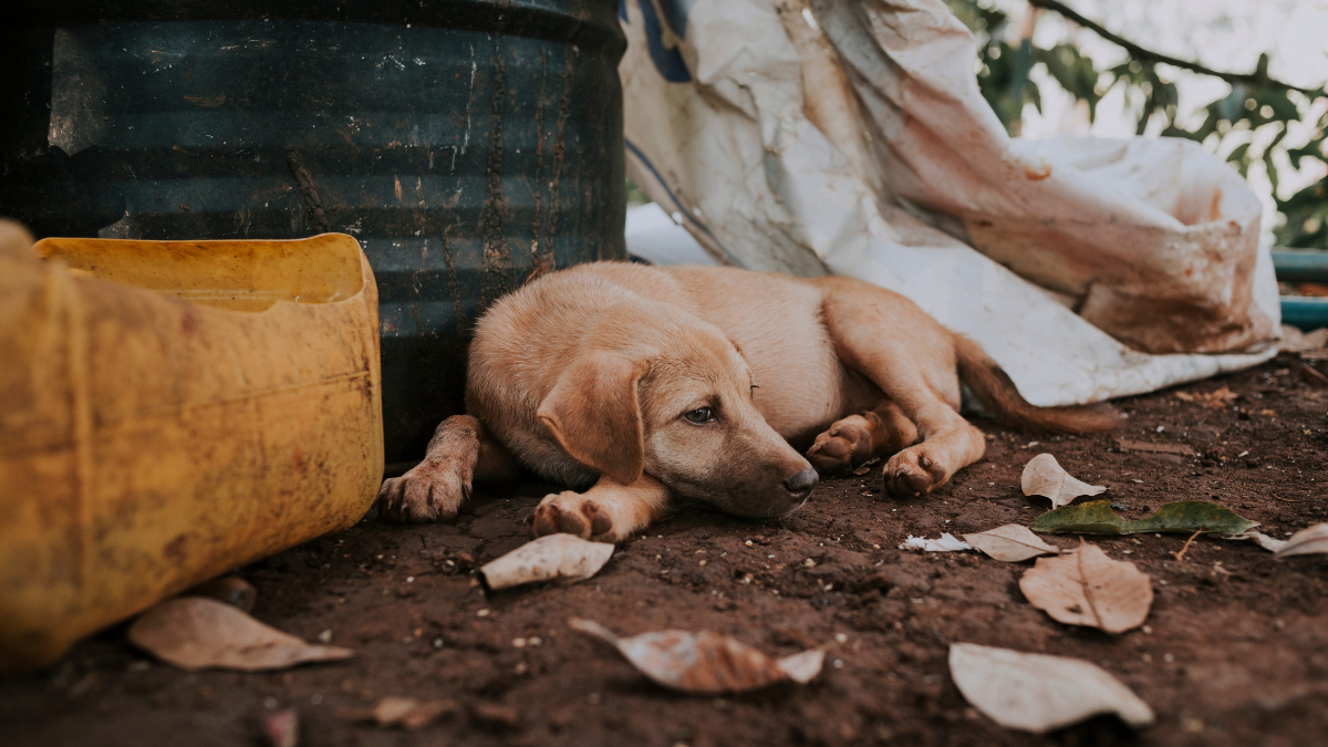 Este caso de maltrato animal se registró en Fertisa.