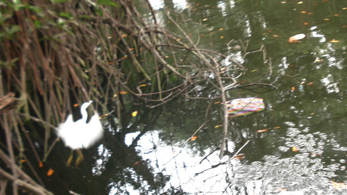 Esta es la imagen que una ciudadana compartió para evidenciar el estado en el que se encuentra un tramo del estero Salado.