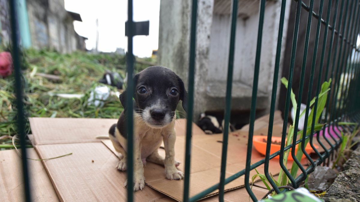 El cachorro de la imagen es uno de los tantos animales de compañía que en el transcurso de un año ha sido rescatado luego de ser maltratado.