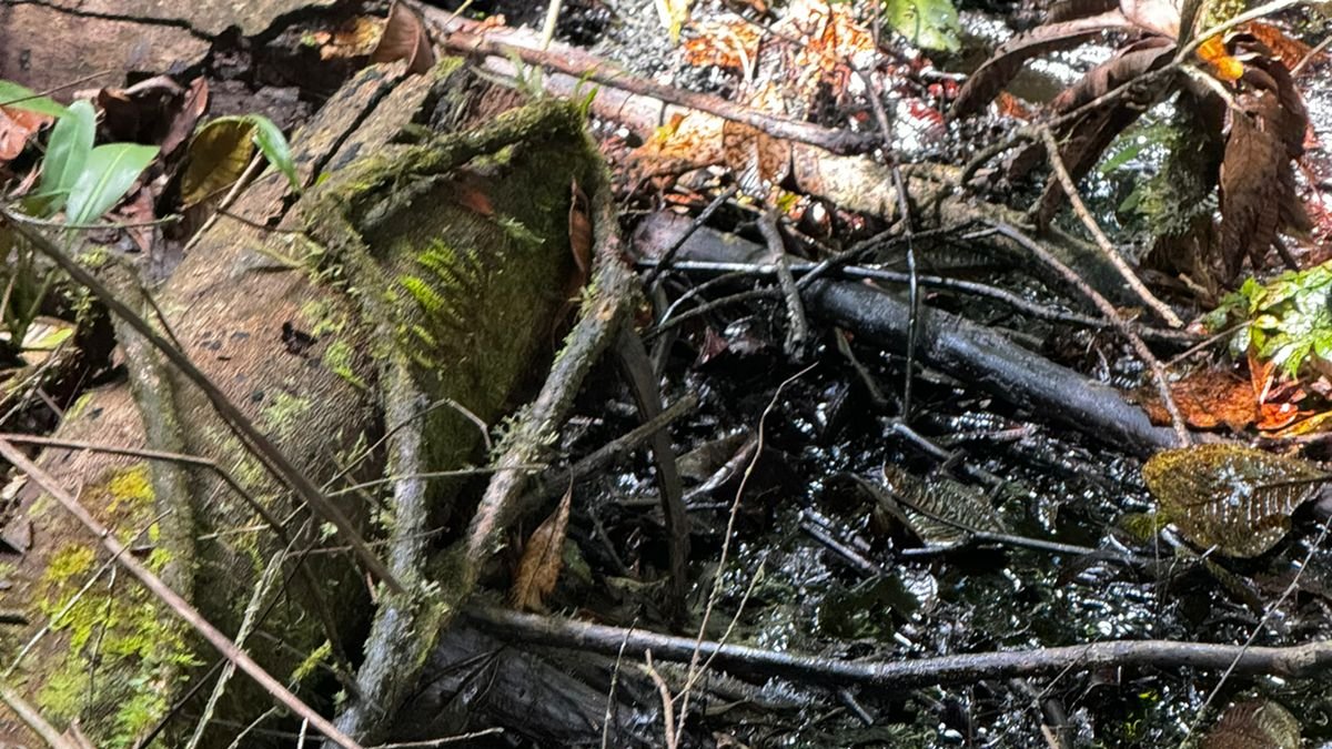 Manchas de petróleo derramado en la amazonía de Ecuador.