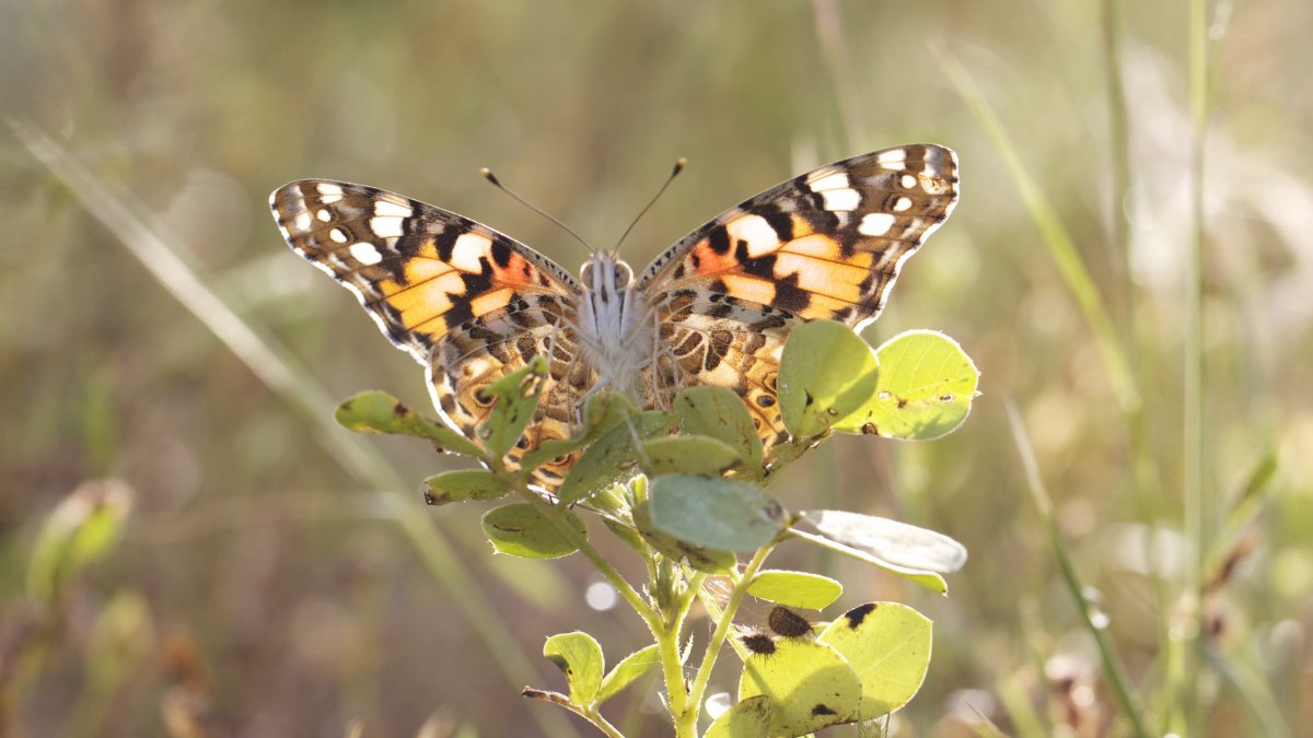 Se documenta por primera vez que un grupo de mariposas ha atravesado volando el océano Atlántico.