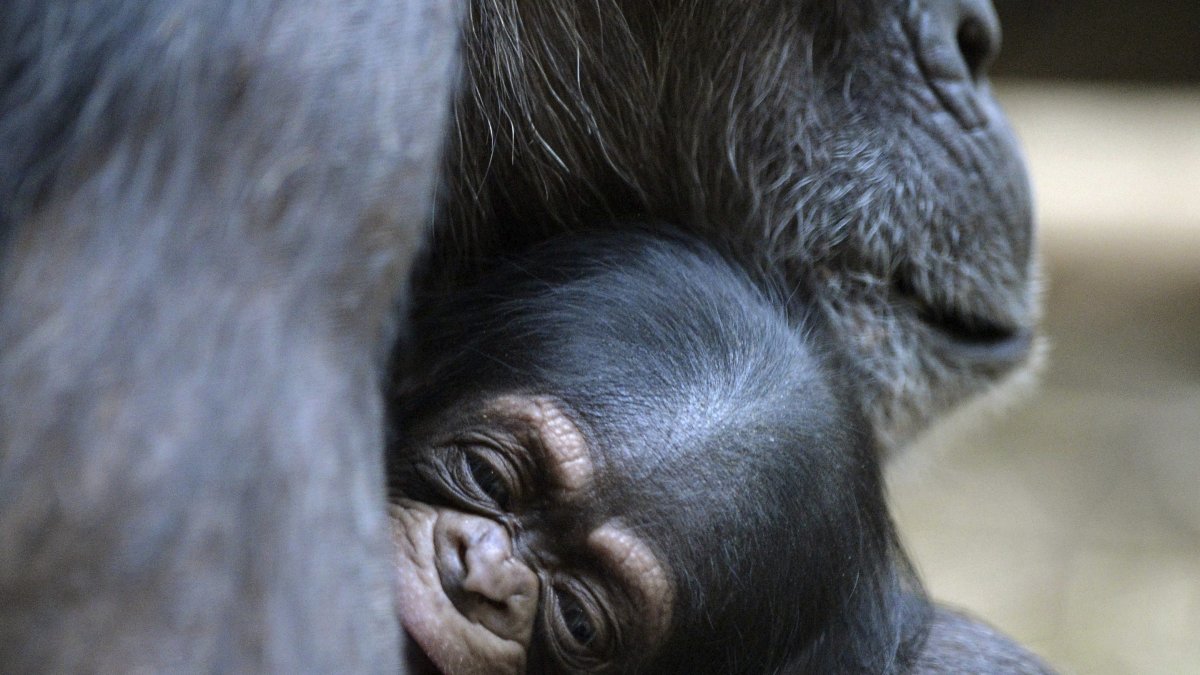 La investigación sobre los chimpancés, la encabezada por la Universidad de Oxford (Reino Unido)